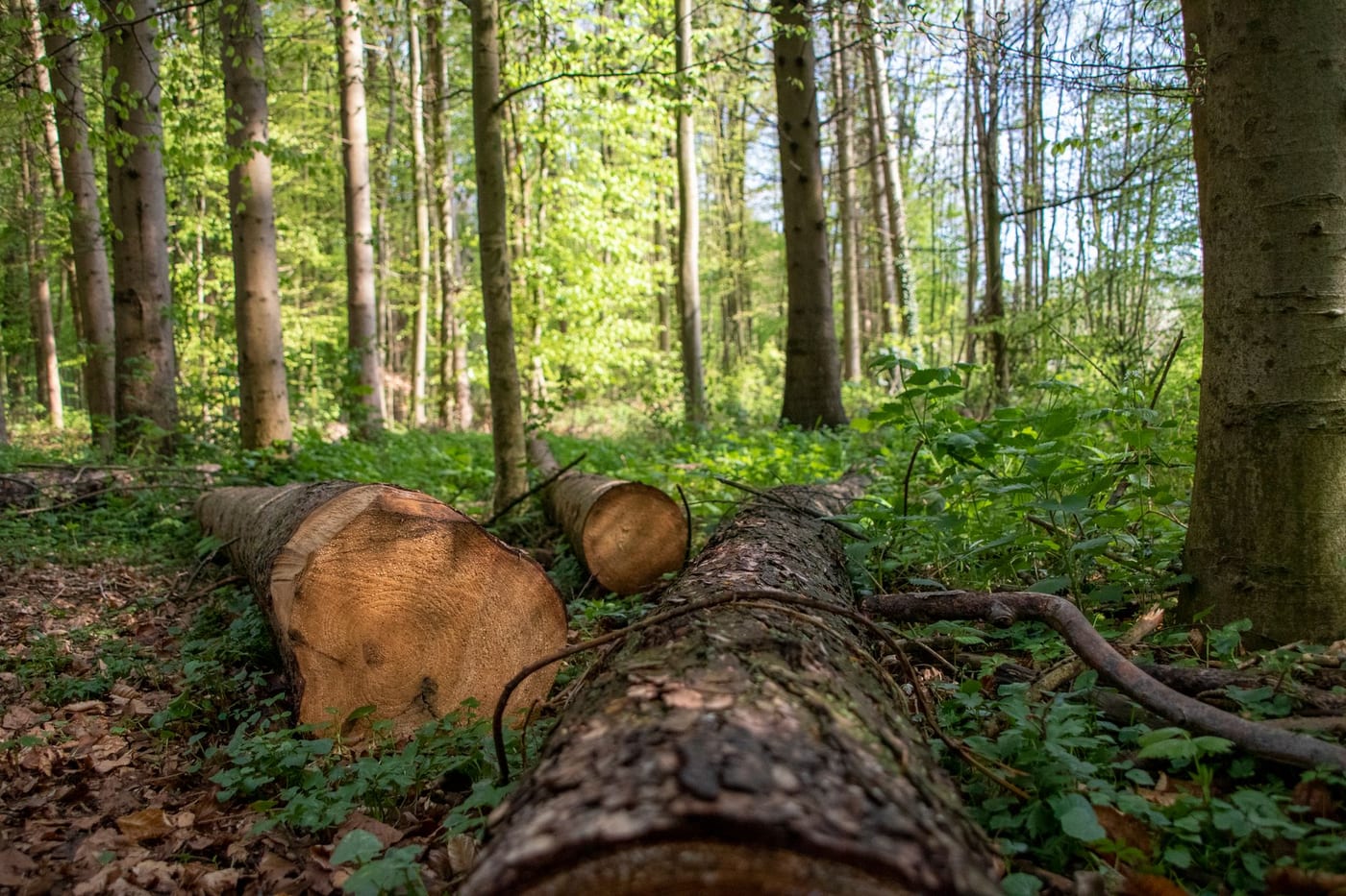 Frisch gefällte Baumstämme in einem Buchenwald