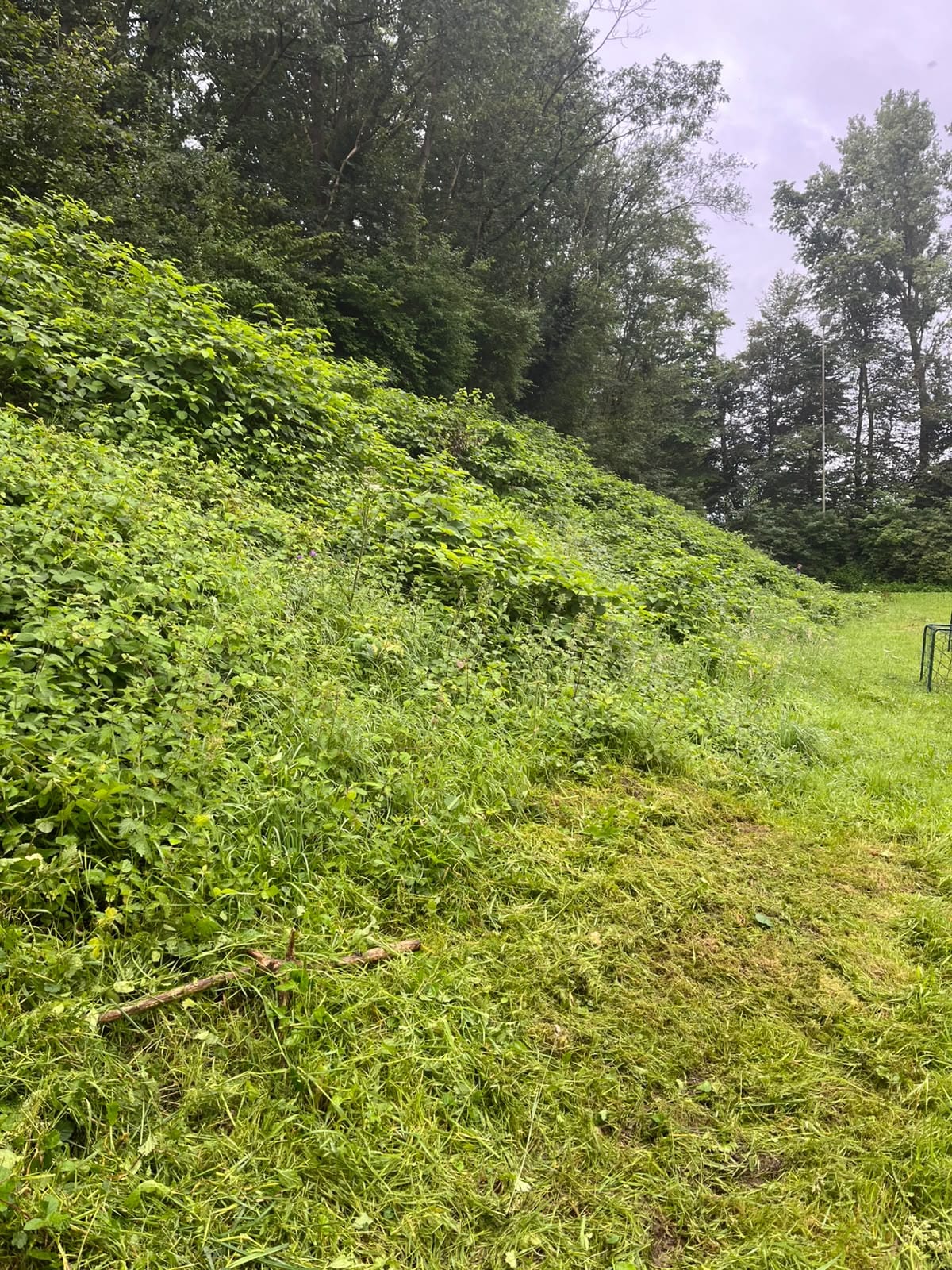 Stark überwucherte Böschung vor der Räumung
