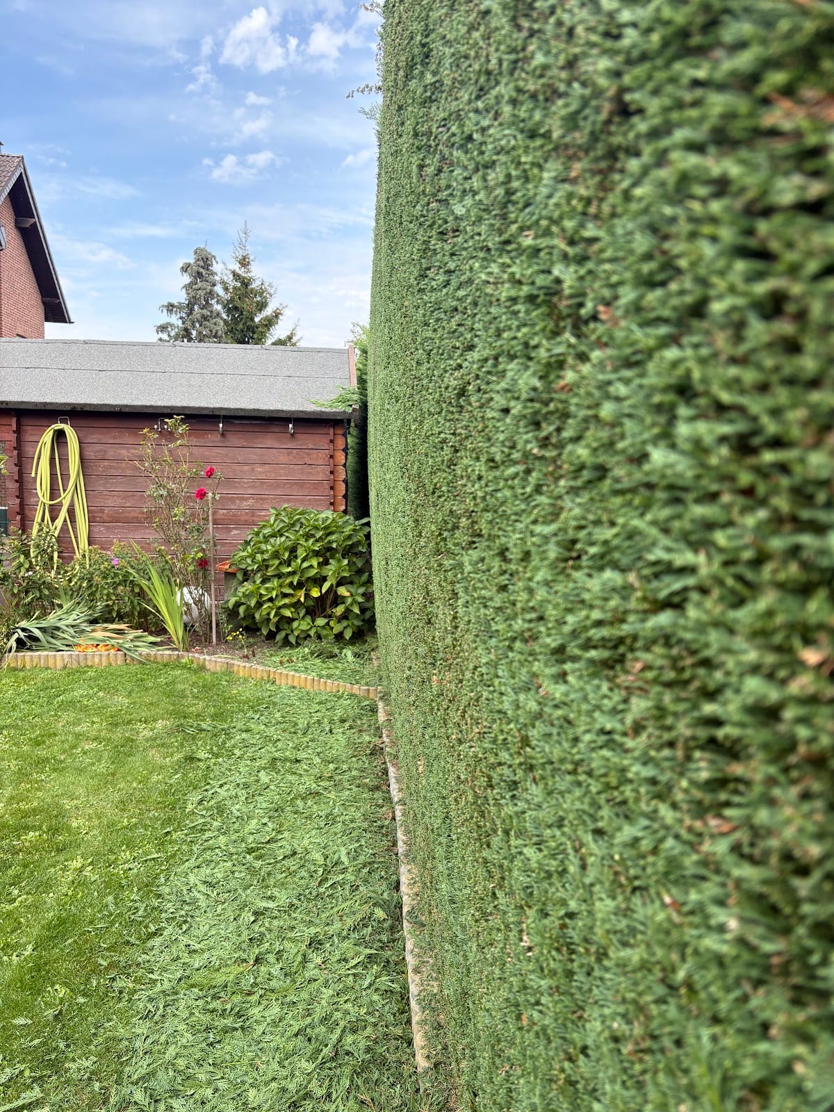 Frisch geschnittene Hecke, Schnittgut liegt noch auf dem Rasen