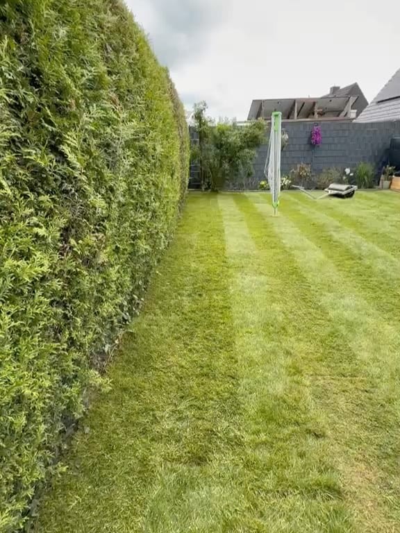 Gemähter Rasen mit sichtbaren Mähstreifen entlang einer Hecke