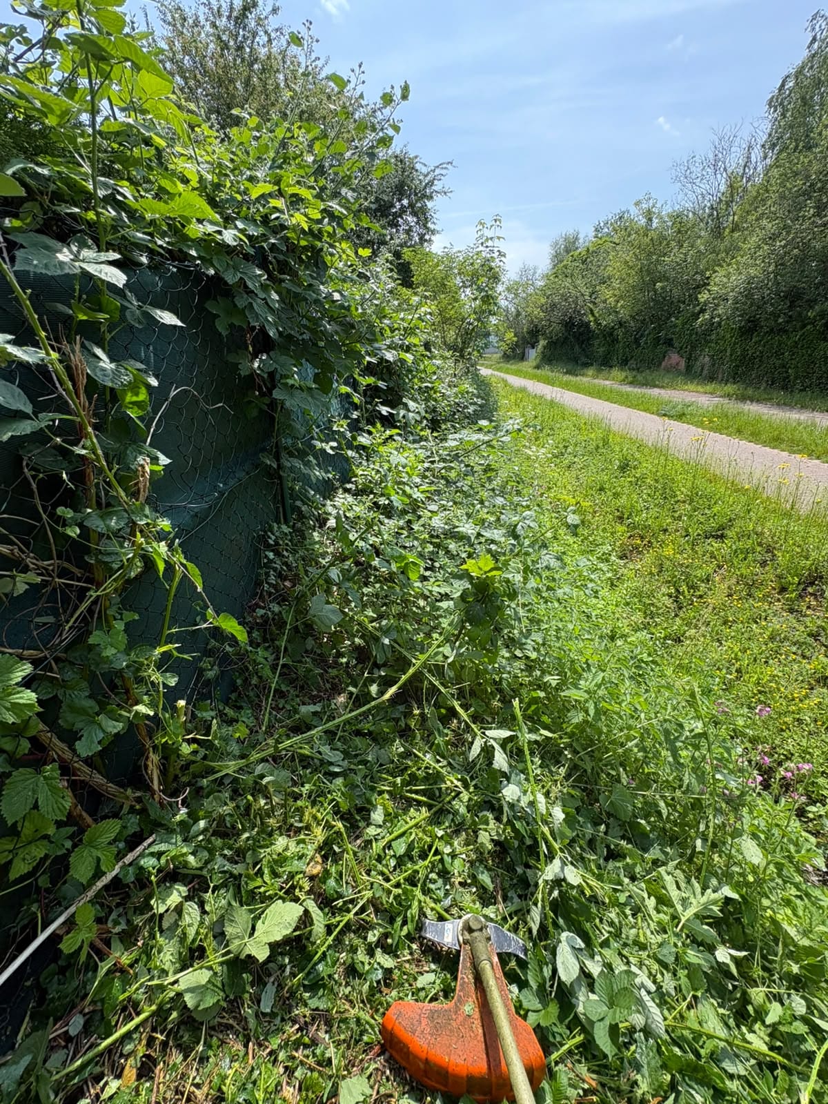 Zaun und Wegrand vollständig von Brombeeren überwuchert